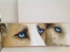 eyes-of-the-husky